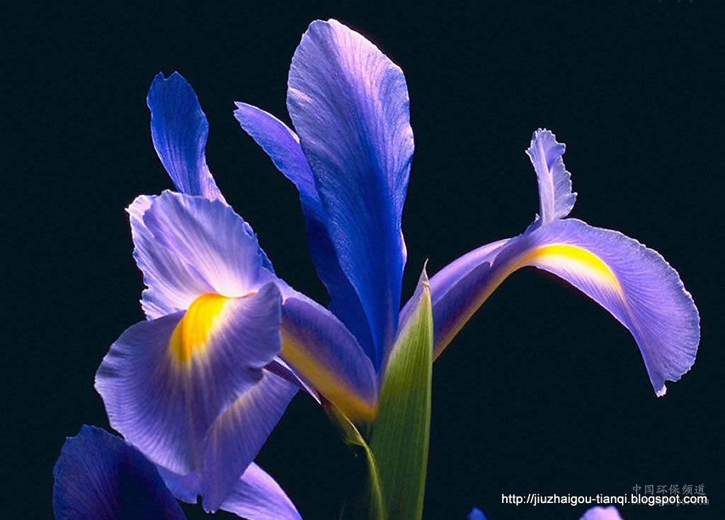 兰花-花:A697-09020112134673