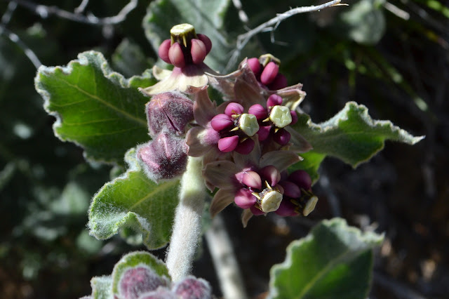 very curiously formed flowers