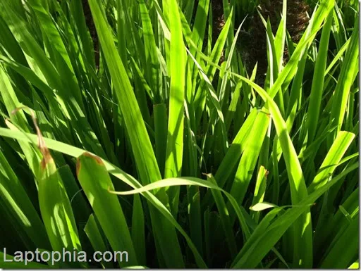 Hasil Foto Kamera Motorola Moto M XT1663
