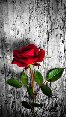 Hình ảnh hoa hồng đỏ đẹp nhất