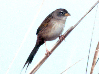 Wedge tailed Grass Finch