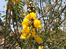 CASIA-ABEJÓN-Senna-didymobotrya