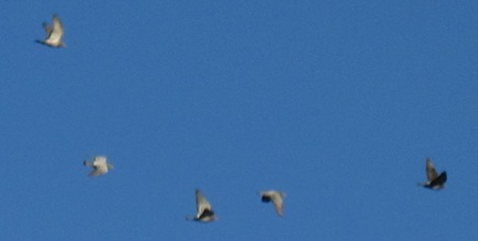 pflight1