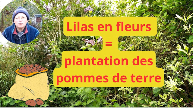 Quand le lilas est en fleurs, on plante les pommes de terre (vidéo)