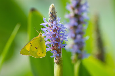 Cloudless Sulphur on Pickerelweed, John Bunker Sands Wetland Center