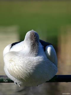 pelican percher