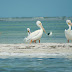 “Vive el Verano en la  Costa Yucateca”