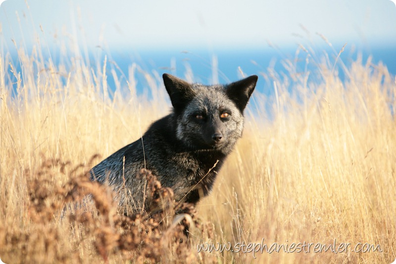 SanJuanIslandFox-102
