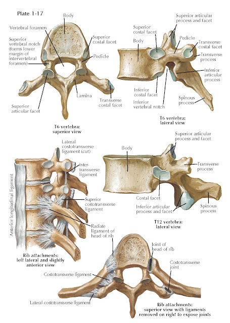 THORACIC VERTEBRAE AND LIGAMENTS