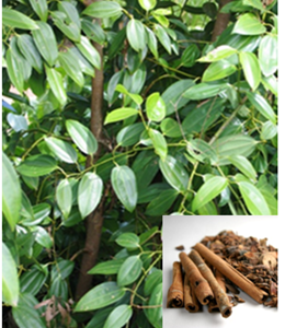 Cinnamomum zeylanicum