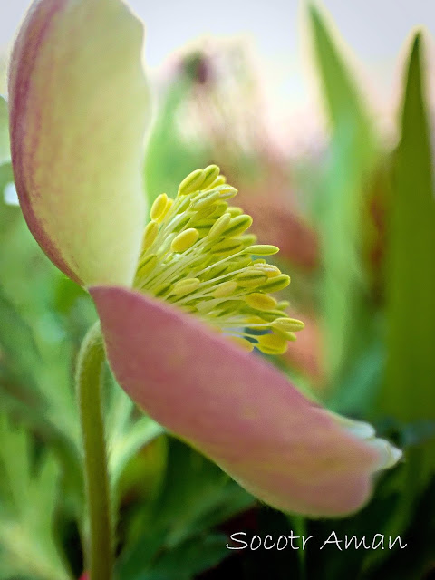 Anemone nikoensis