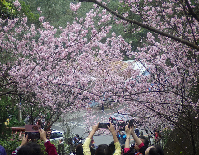 Taipei cherry blossoms