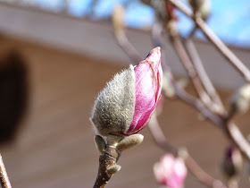 chmusings: magnolia