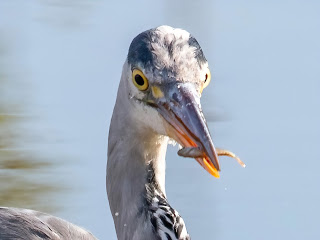 Grey Heron DFBridgeman