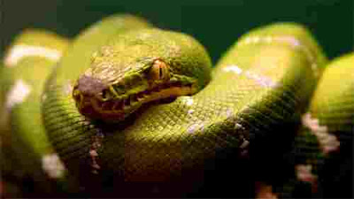 Big collection of wallpapers, pictures and photos with Snake, 