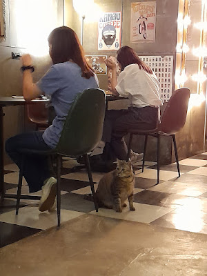 【台中貓咪咖啡廳】KANAU coffee 卡那屋｜深夜咖啡廳、茶、甜點　店貓胖虎