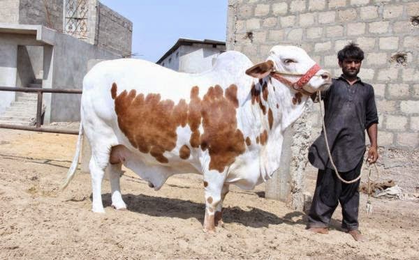 2013 Bakra Eid,Cow Qurbani,Camel Sacrifice,Goat Slaughter 