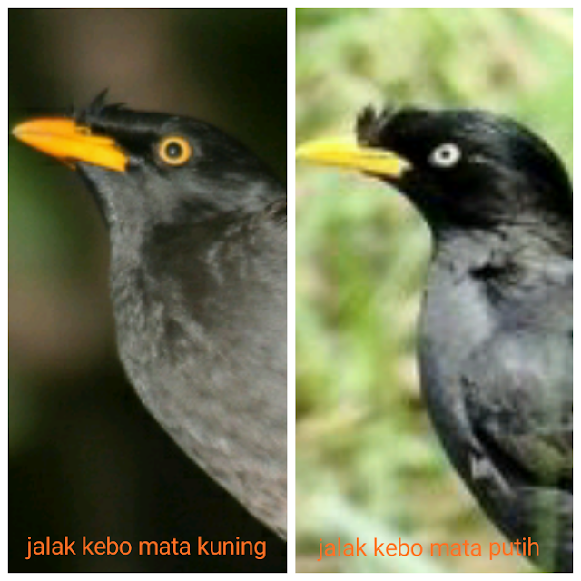 gambar burung jalak kebo mata kuning dan jalak kebo mata putih