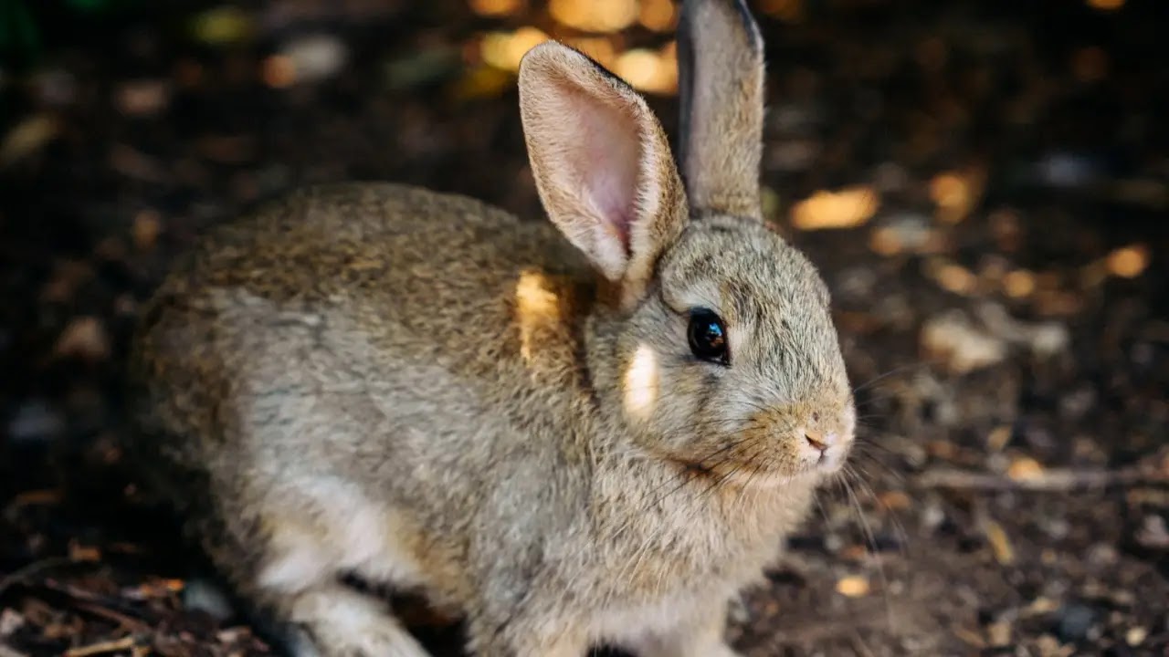 understand rabbit mind a