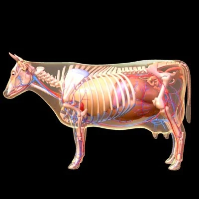 imagens-3d-anatomy-anatomia-veterinaria-veterinary-animal