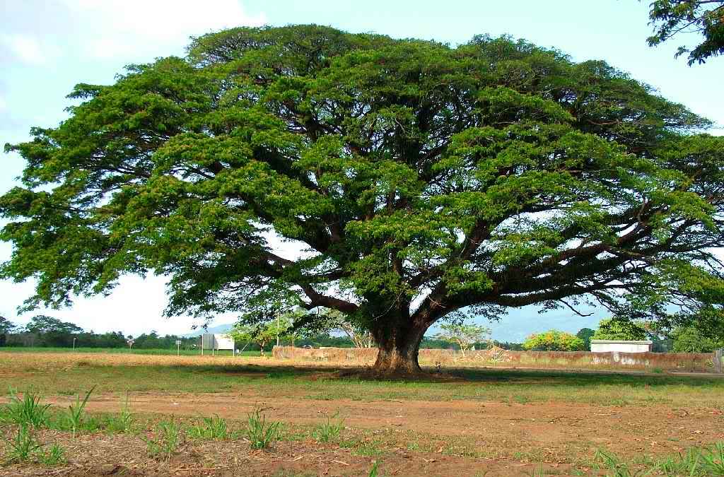  Pohon Trembesi 