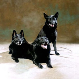 Black Norwegian Elkhound Dog Picture
