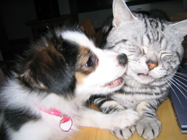 35 pictures of cats and dogs get along, cats and dogs pictures, cats and dogs are friends