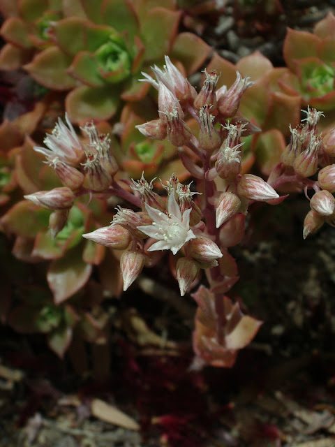 Aeonium decorum 01