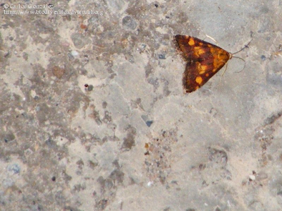 http://www.biodiversidadvirtual.org/insectarium/Pyrausta-aurata-%28Scopoli-1763%29-img372720.html