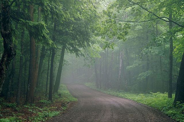 Road in the Dark Forest