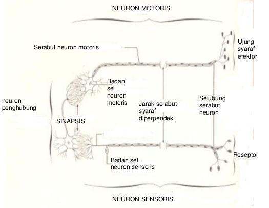 neuron sensoris, interneuron, neuron motoris