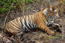 Best Latest HD tiger beautiful photos images pic wallpaper free download 21