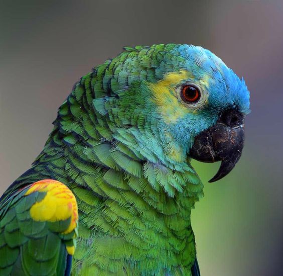 Amazon Parrot