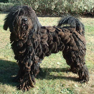 Bergamasco Shepherd-pets-dogs-dog breeds