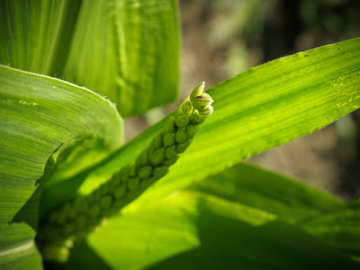 Canon G10 Corn Tassle Closeup Photo