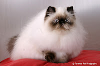 Cat Breeds, Funny Himalayan Cat Beautiful