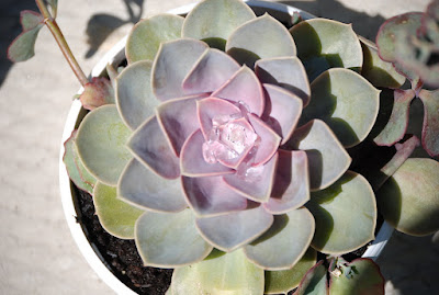 Echeveria rosea care and culture