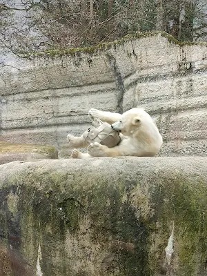 ヘラブルン動物園のシロクマのボール遊び