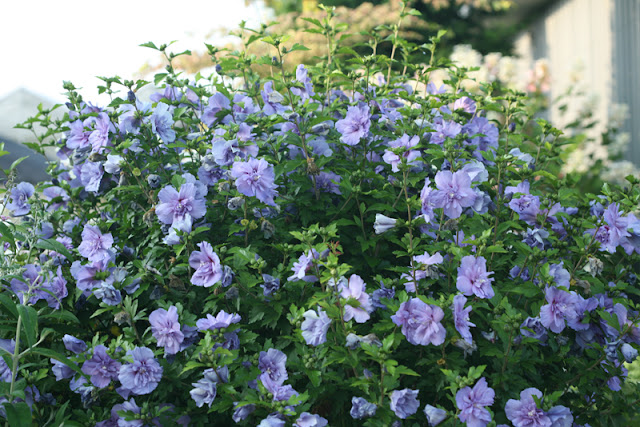 Blue Chiffon rose of Sharon from Proven Winners