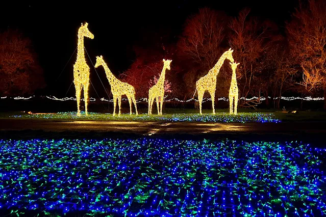 A family of 5 giraffes made from fairy lights. The ground in front of them is covered in a carpet of blue and green fairy light