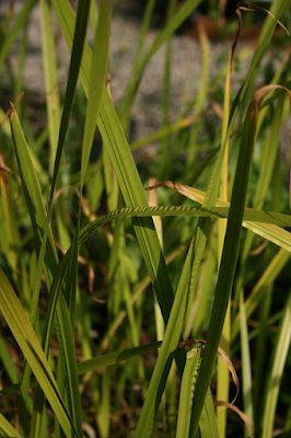 Листья Acorus calamus