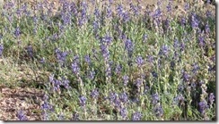 IMG_5020 (640x360)