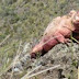 ERUPÇÃO EM GALÁPAGOS AMEAÇA RARA ESPÉCIE DE IGUANA ROSA