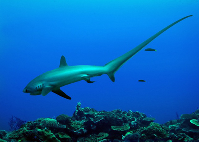 thresher sharks and malapascua