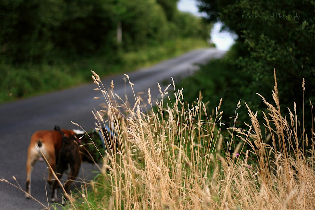 boxer dogs walking on a road in Connemara