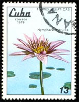 Flores acuáticas: nymphaea coerulea