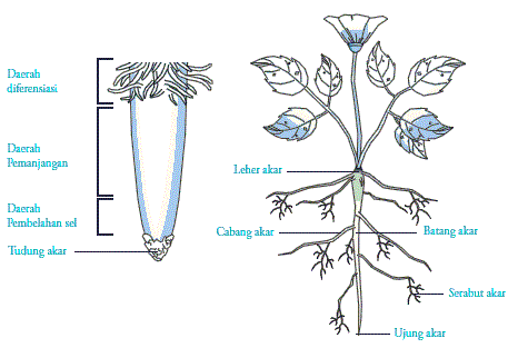 S Heni Bagian  bagian  tumbuhan dan  fungsinya 