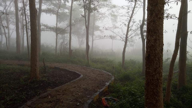 Beautiful View of a foggy morning at Damanjodi