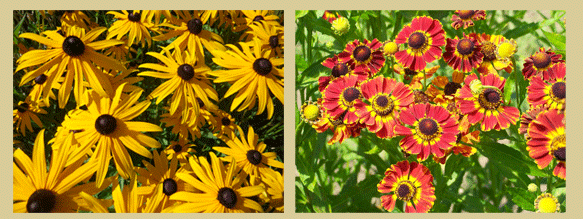 Rudbeckia plant