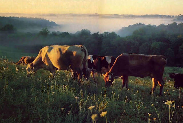 Contented Cows Protected by ISKCON